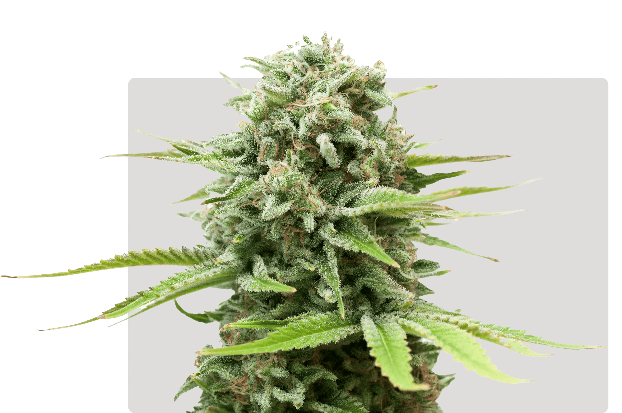 GreenBroz Cannabis Equipment | Dry Trimmers & Harvesting Equipment
